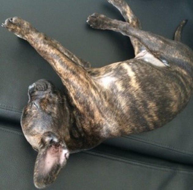 Blanding af racer Lulu billede 6