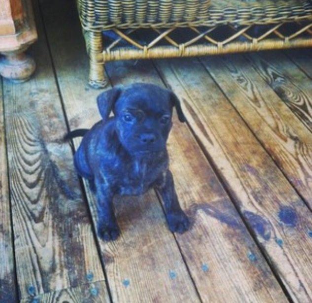 Blanding af racer Lulu billede 7