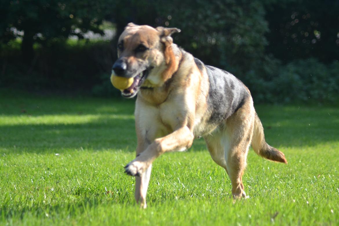 Blanding af racer Bella - Velkommen til Bella's profil.  billede 1