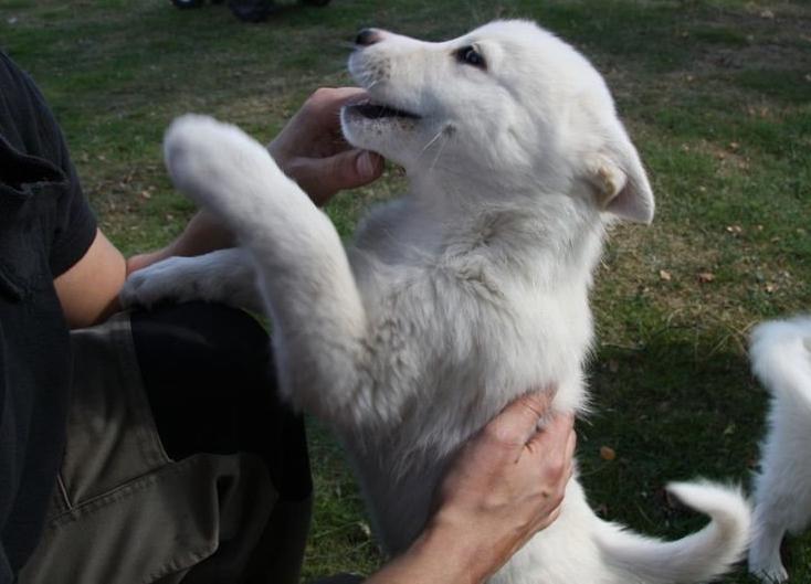Blanding af racer Cuba, Malamute / hvid schæfer / Samojedhund - annoncen under 8 uger billede 2