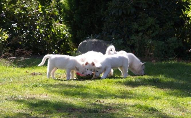 Blanding af racer Cuba, Malamute / hvid schæfer / Samojedhund - under 8 uger, kuldet billede 3