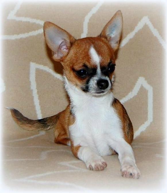 Chihuahua Doli bomblek billede 1