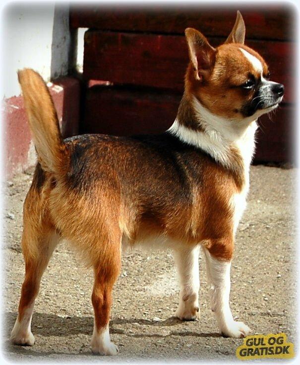 Chihuahua Doli bomblek billede 2