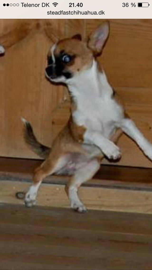 Chihuahua Doli bomblek billede 3