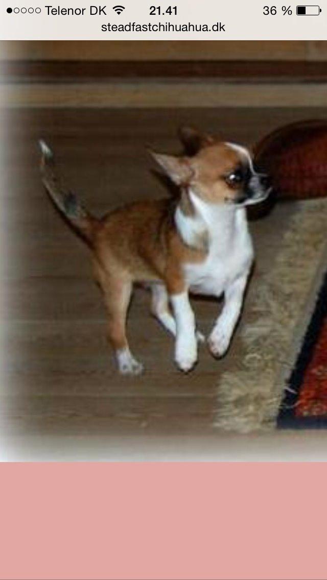 Chihuahua Doli bomblek billede 4