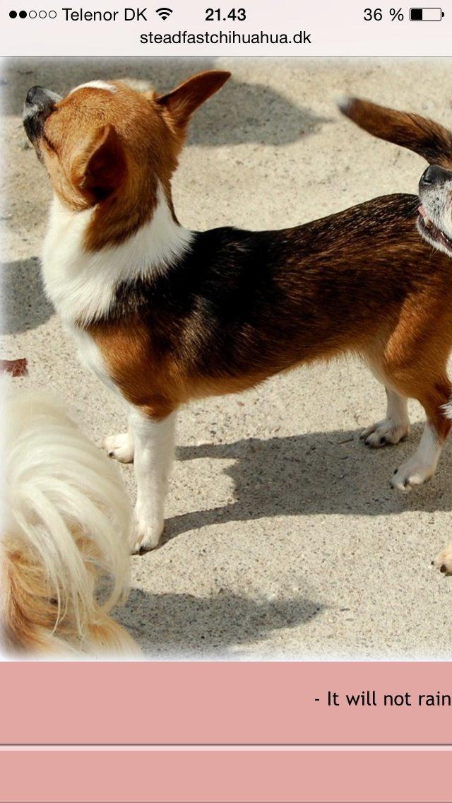 Chihuahua Doli bomblek billede 5