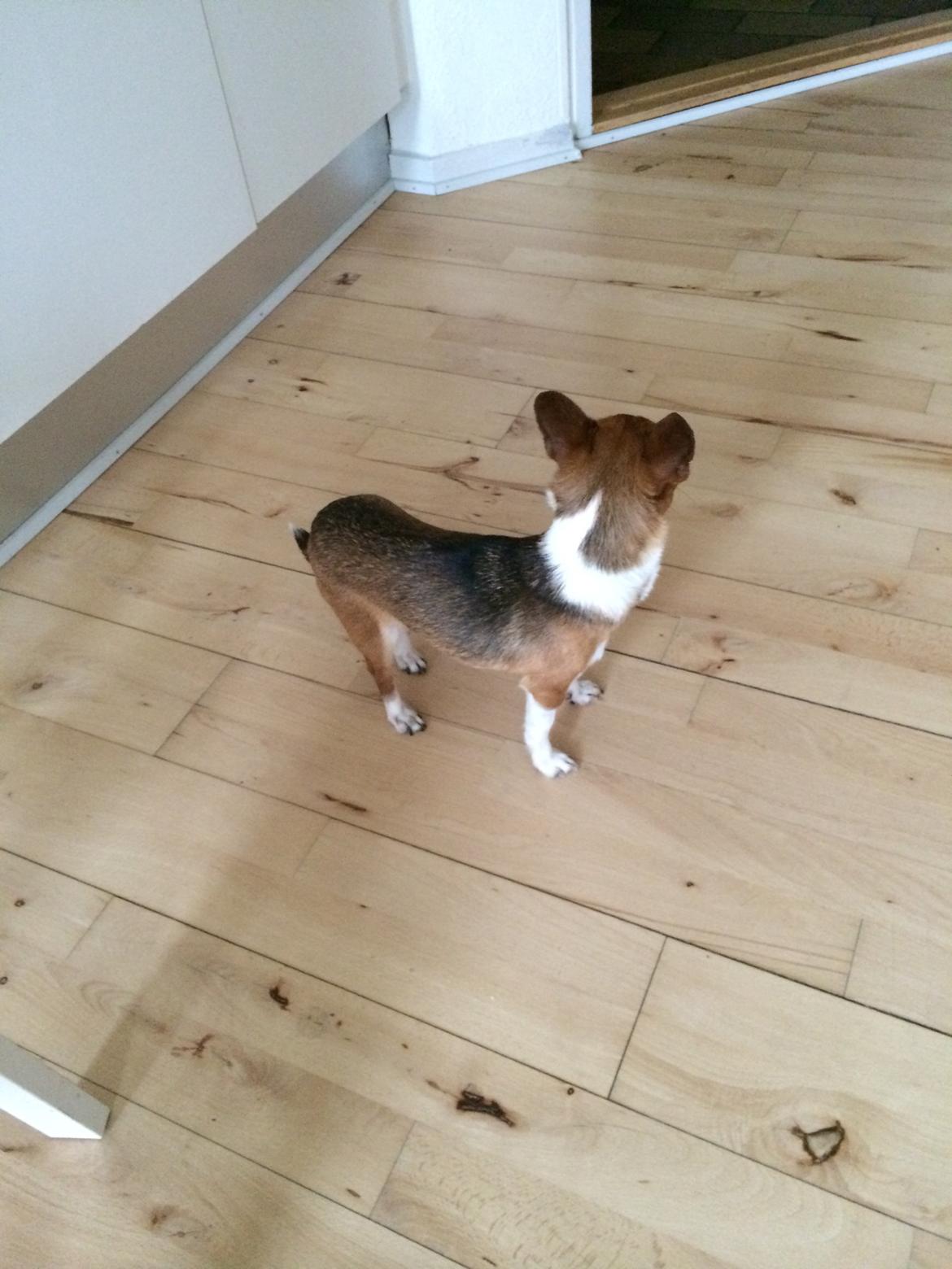 Chihuahua Doli bomblek billede 6