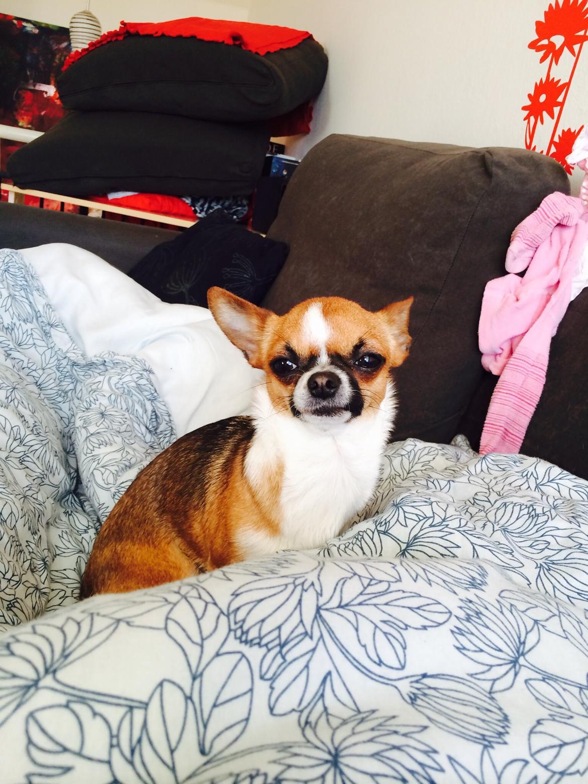 Chihuahua Doli bomblek billede 7