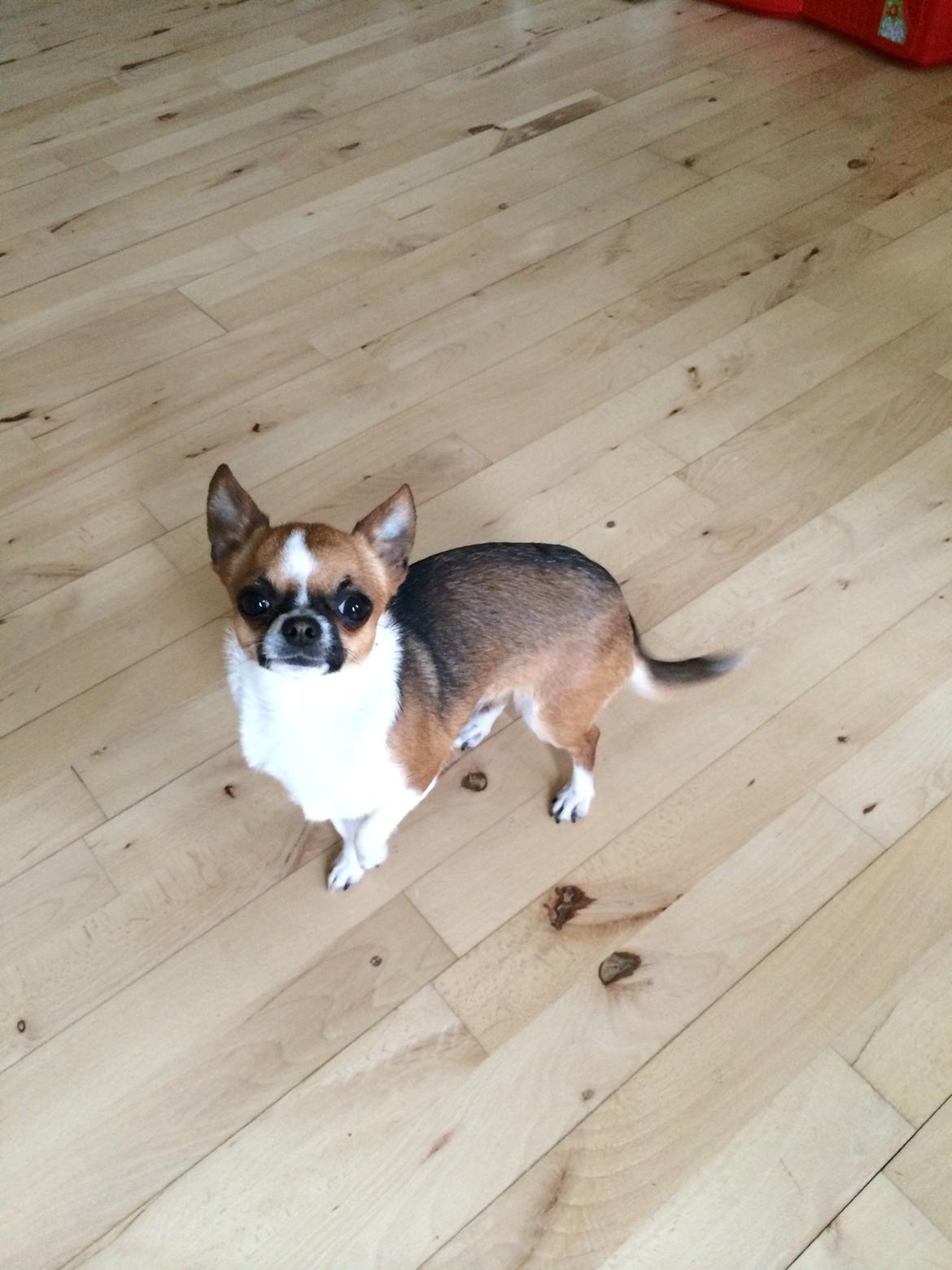 Chihuahua Doli bomblek billede 8