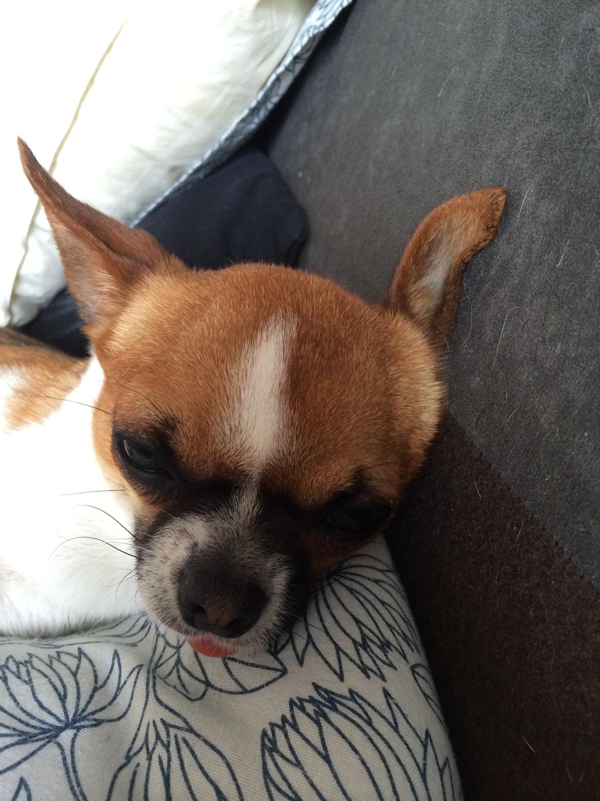 Chihuahua Doli bomblek billede 9