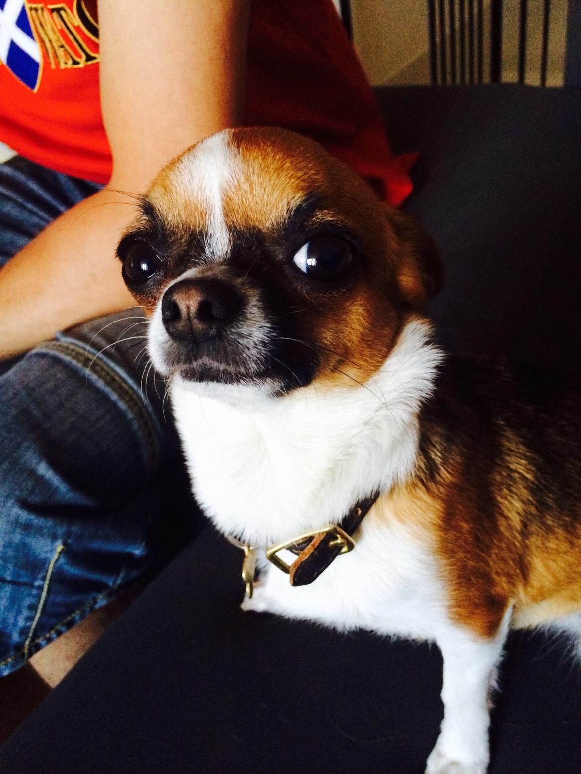 Chihuahua Doli bomblek billede 10