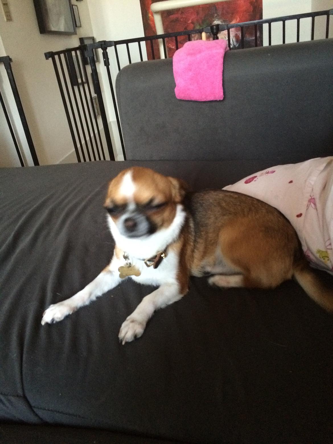 Chihuahua Doli bomblek billede 11