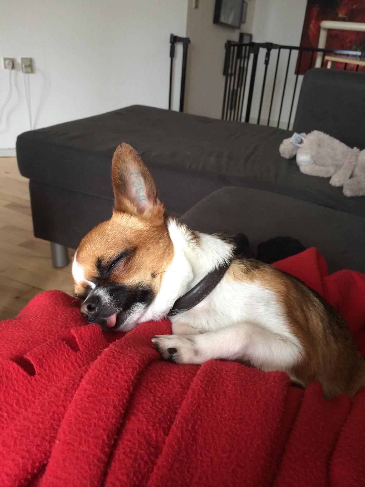 Chihuahua Doli bomblek billede 12