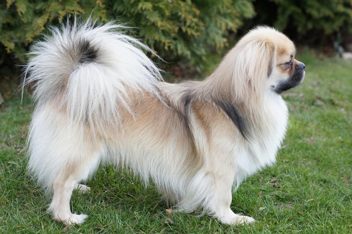 Tibetansk spaniel Sommerlyst´s Popo Jinpa billede 4