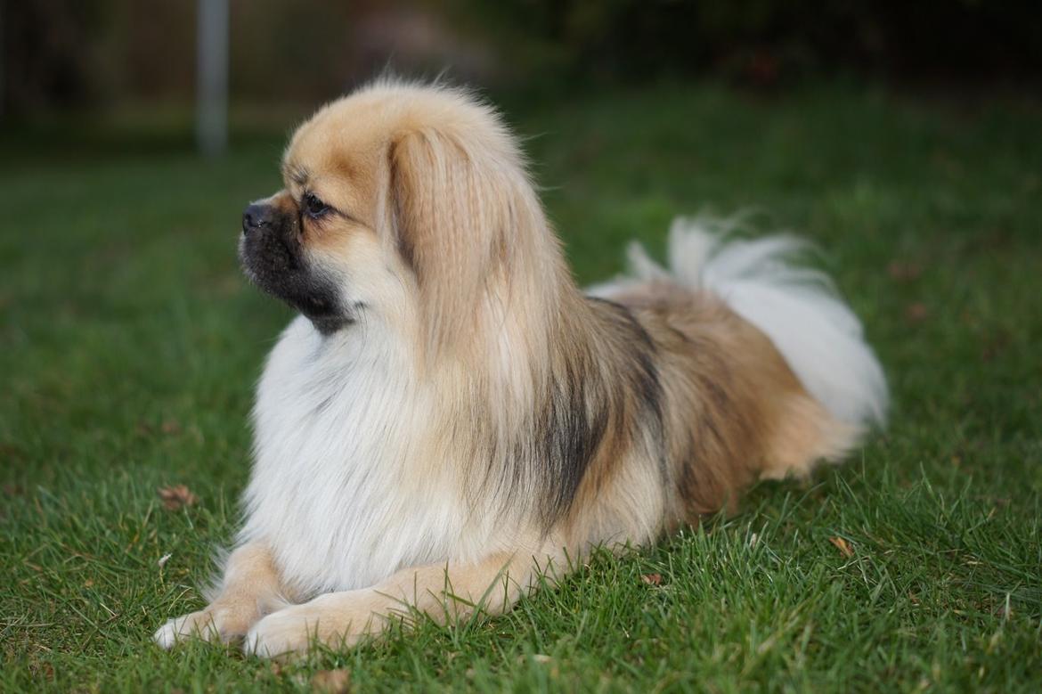 Tibetansk spaniel Sommerlyst´s Popo Jinpa billede 1