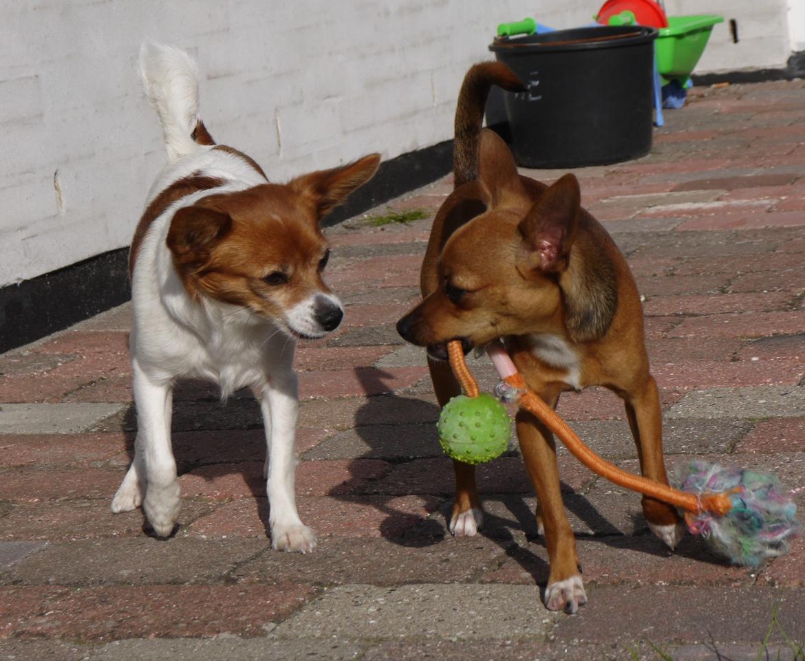 Blanding af racer Poe - Deler du ikk lige? billede 13