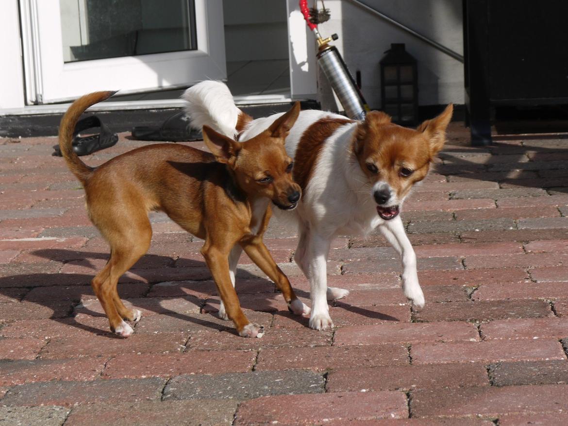 Blanding af racer Poe billede 27