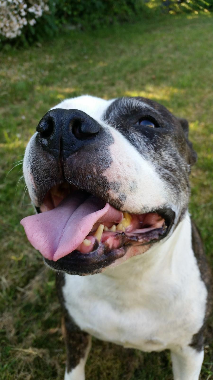 Amerikansk staffordshire terrier fubi billede 14