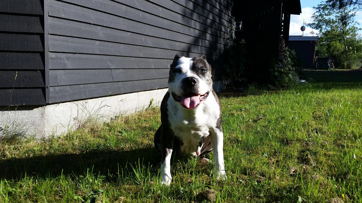 Amerikansk staffordshire terrier fubi billede 15