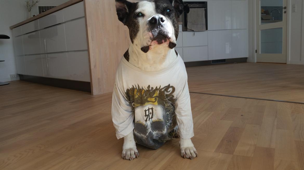 Amerikansk staffordshire terrier fubi billede 16