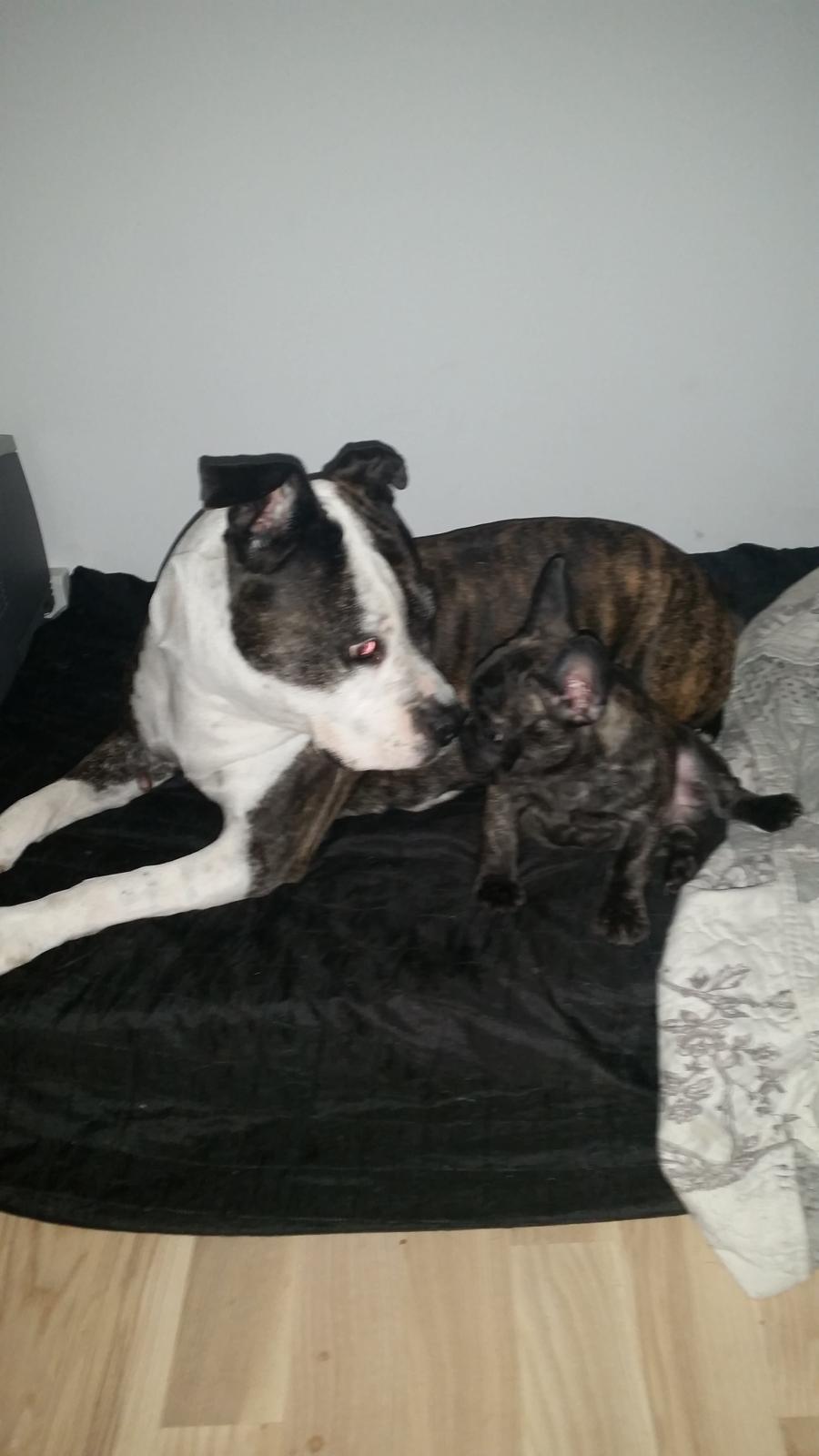 Amerikansk staffordshire terrier fubi billede 17