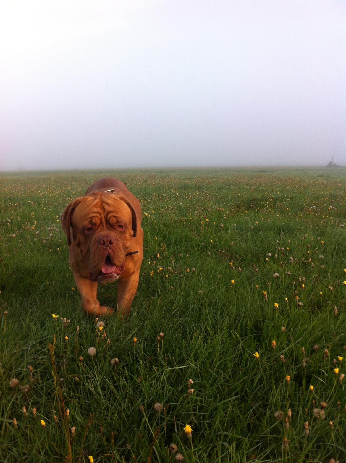 Dogue de bordeaux Den Røde Løber Aime's Houtch alias Titus billede 2