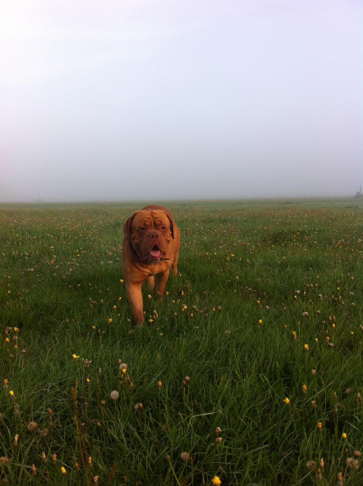 Dogue de bordeaux Den Røde Løber Aime's Houtch alias Titus billede 1