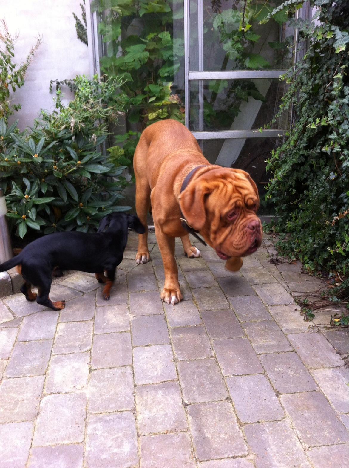 Dogue de bordeaux Den Røde Løber Aime's Houtch alias Titus billede 3
