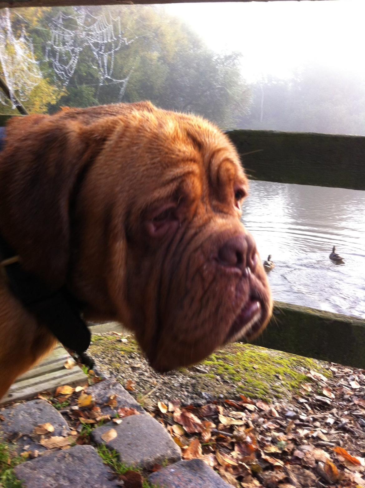 Dogue de bordeaux Den Røde Løber Aime's Houtch alias Titus billede 4
