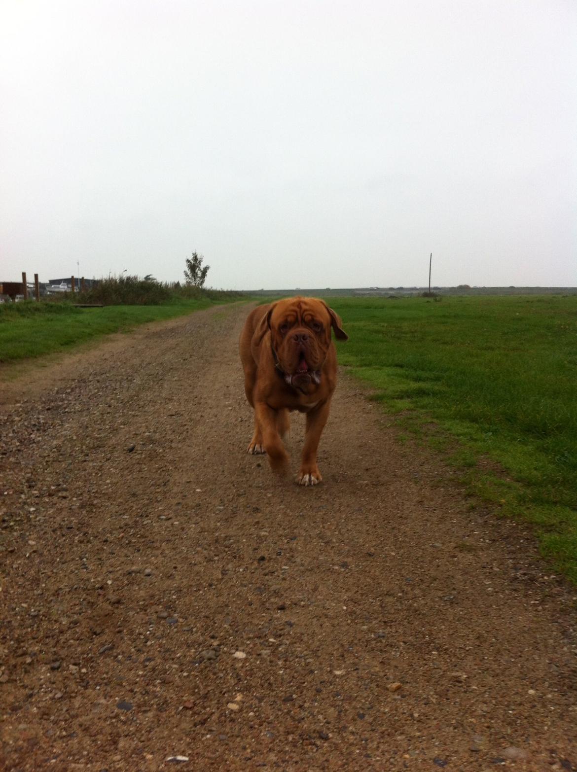 Dogue de bordeaux Den Røde Løber Aime's Houtch alias Titus billede 5