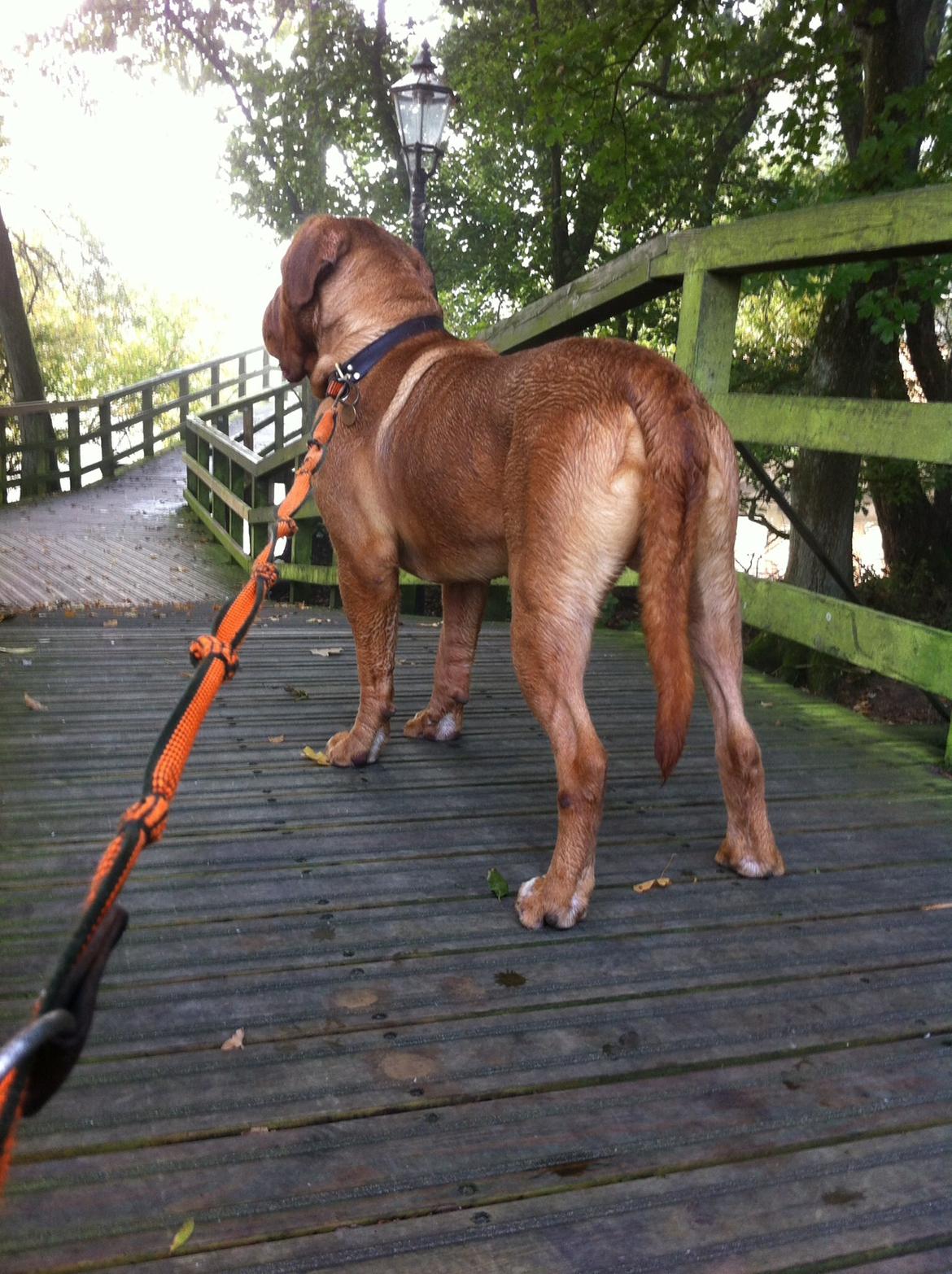 Dogue de bordeaux Den Røde Løber Aime's Houtch alias Titus billede 6