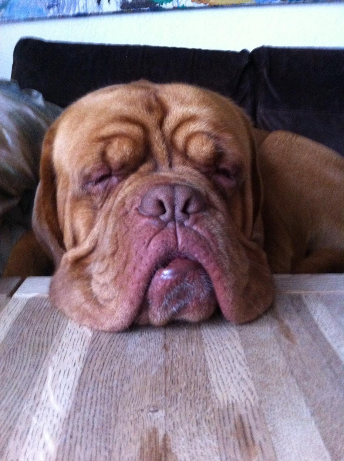 Dogue de bordeaux Den Røde Løber Aime's Houtch alias Titus billede 7