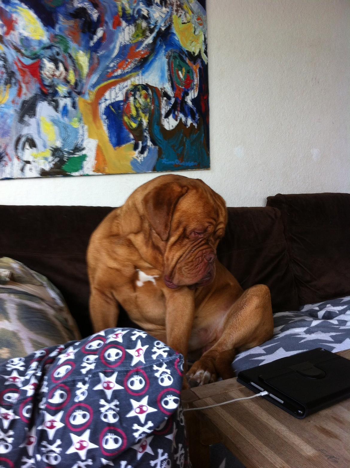 Dogue de bordeaux Den Røde Løber Aime's Houtch alias Titus billede 8