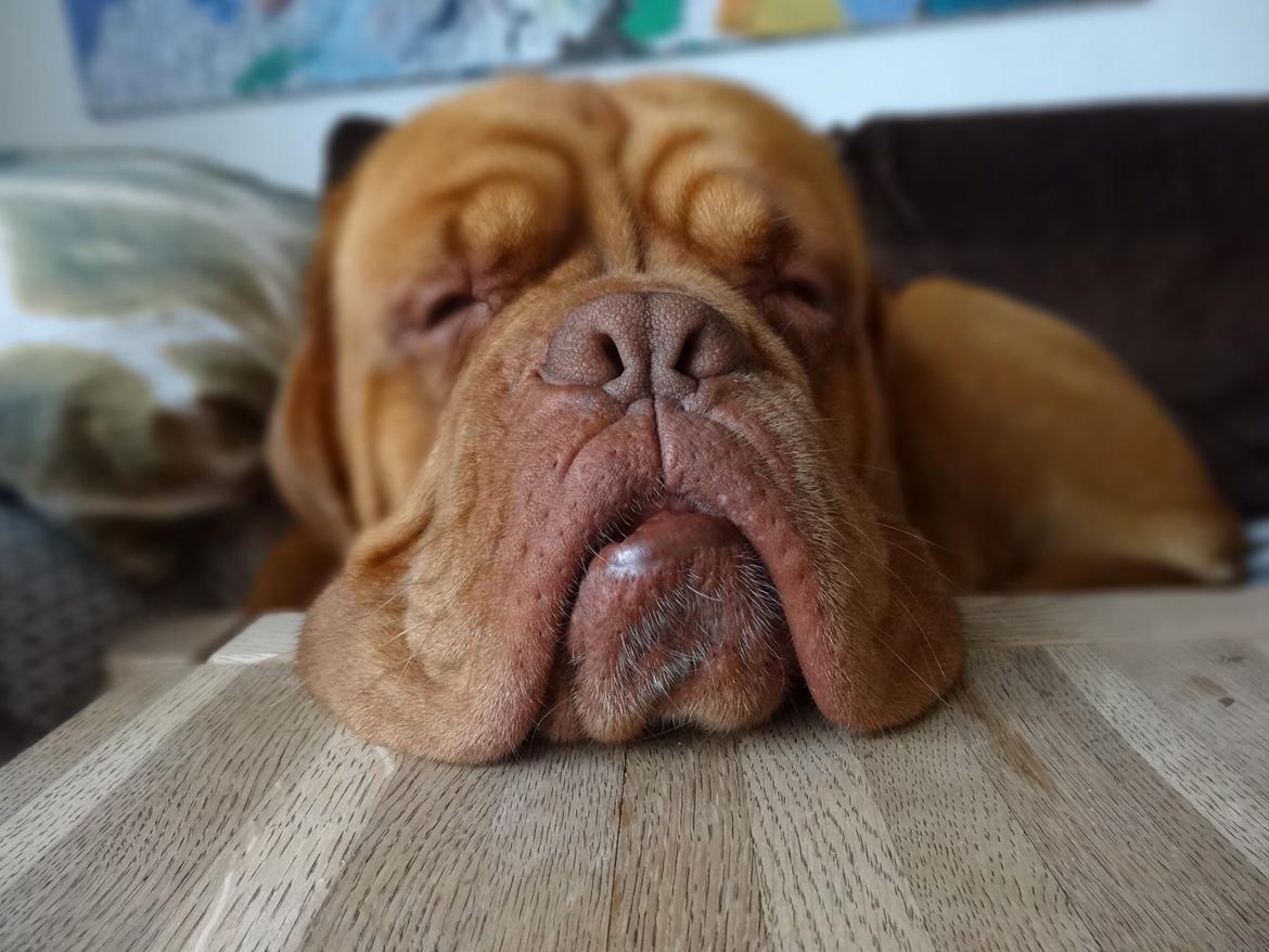 Dogue de bordeaux Den Røde Løber Aime's Houtch alias Titus billede 9