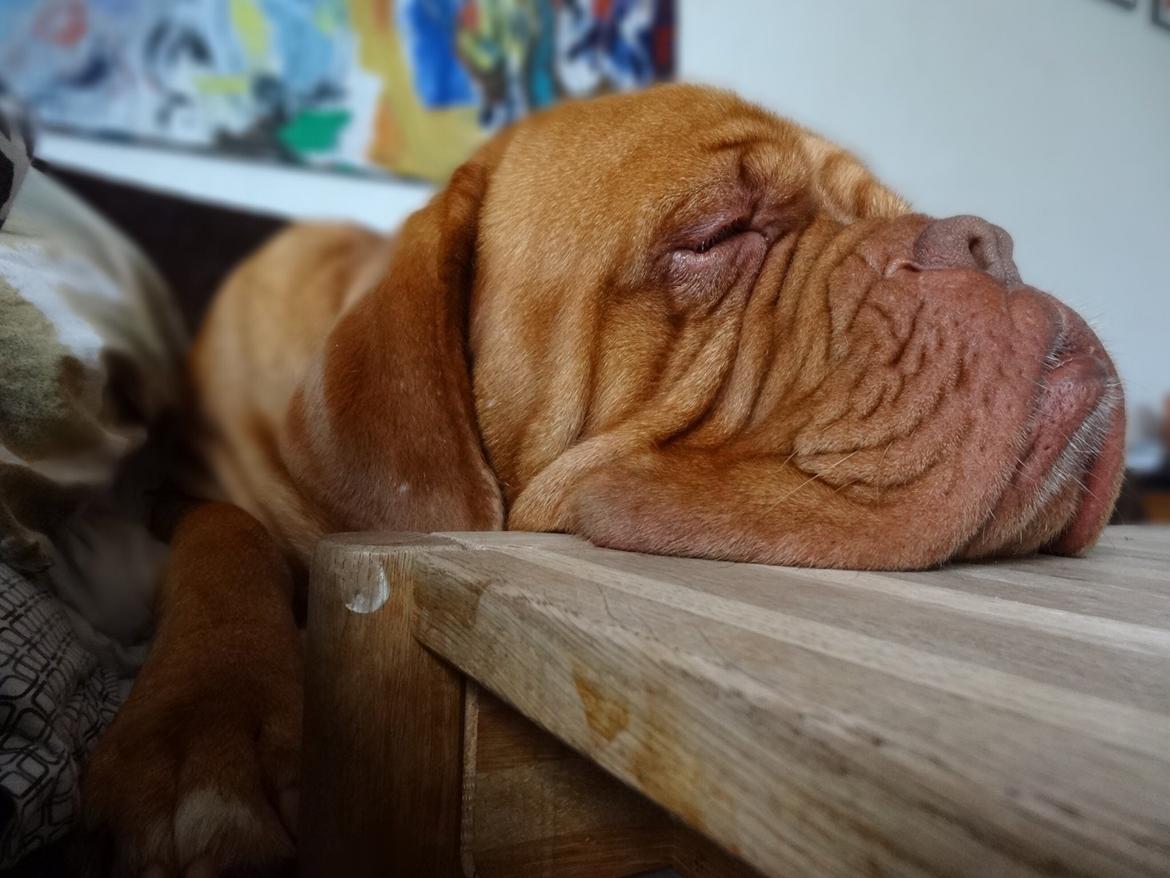 Dogue de bordeaux Den Røde Løber Aime's Houtch alias Titus billede 10