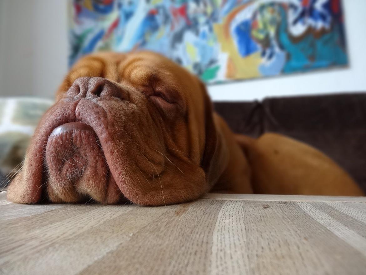 Dogue de bordeaux Den Røde Løber Aime's Houtch alias Titus billede 11