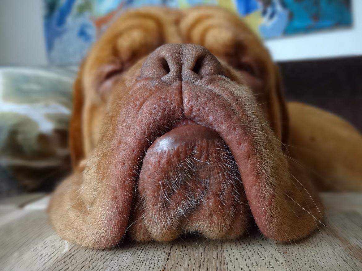 Dogue de bordeaux Den Røde Løber Aime's Houtch alias Titus billede 12