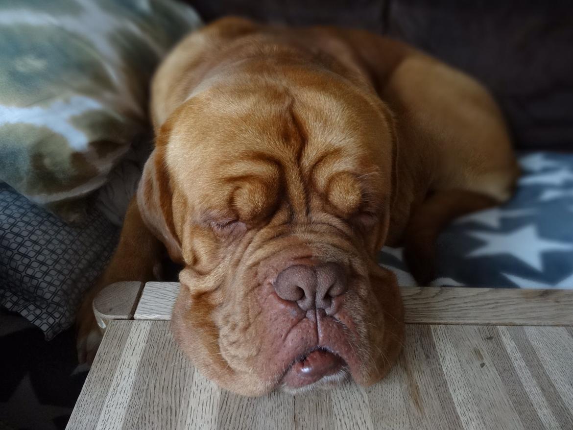 Dogue de bordeaux Den Røde Løber Aime's Houtch alias Titus billede 13