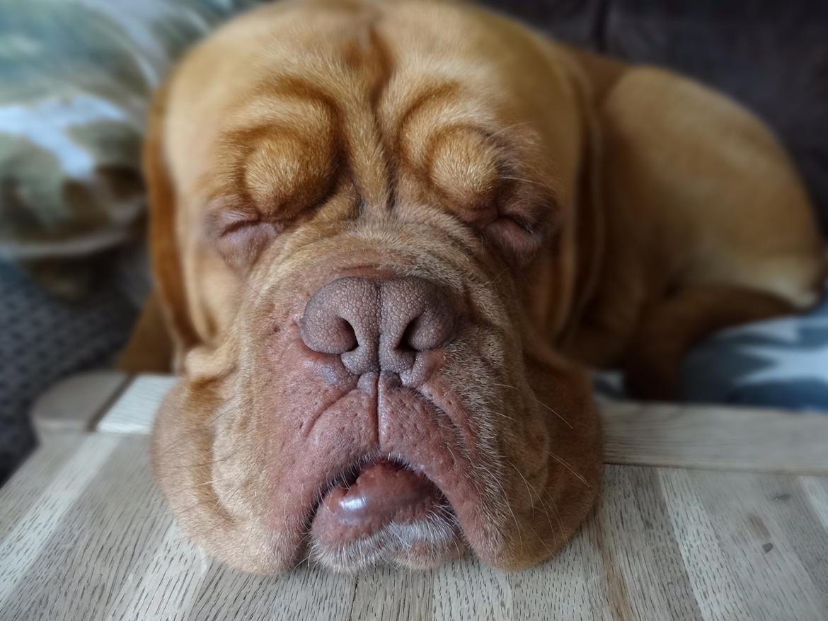 Dogue de bordeaux Den Røde Løber Aime's Houtch alias Titus billede 14