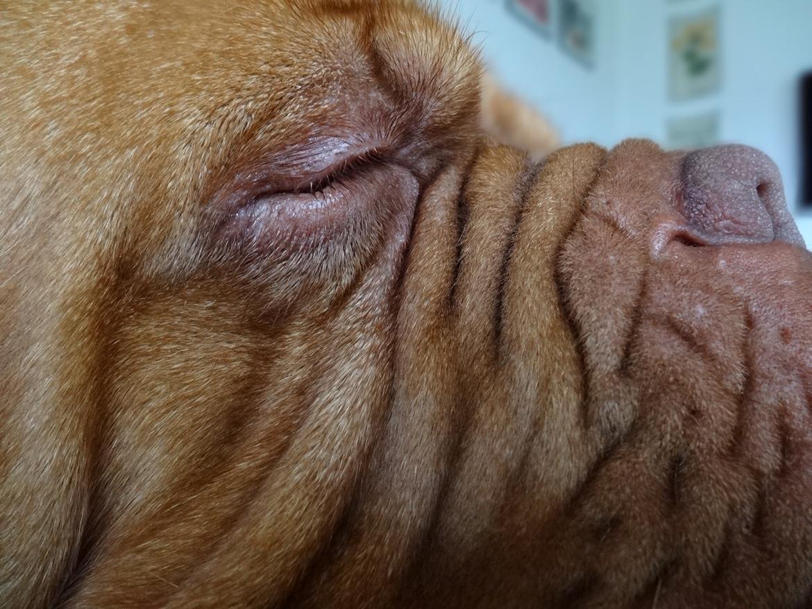Dogue de bordeaux Den Røde Løber Aime's Houtch alias Titus billede 15