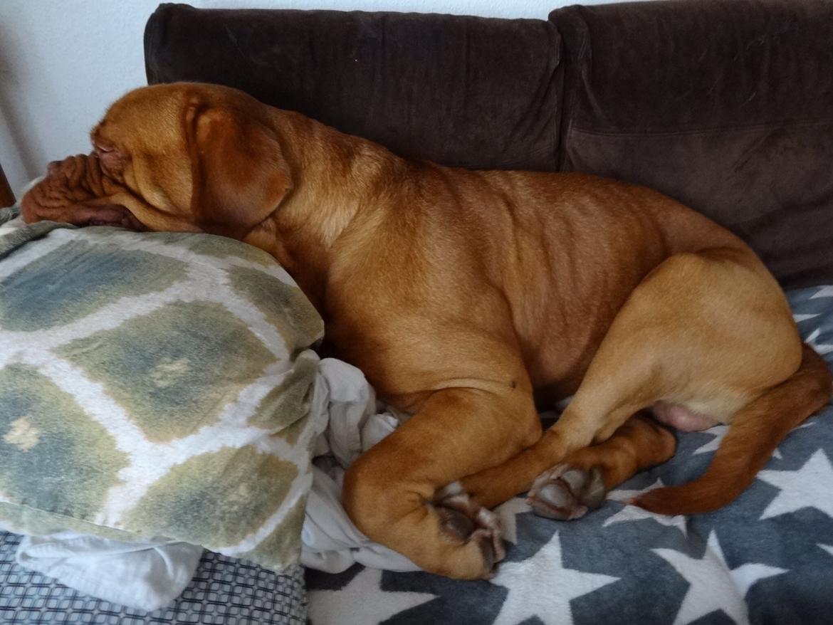 Dogue de bordeaux Den Røde Løber Aime's Houtch alias Titus billede 16