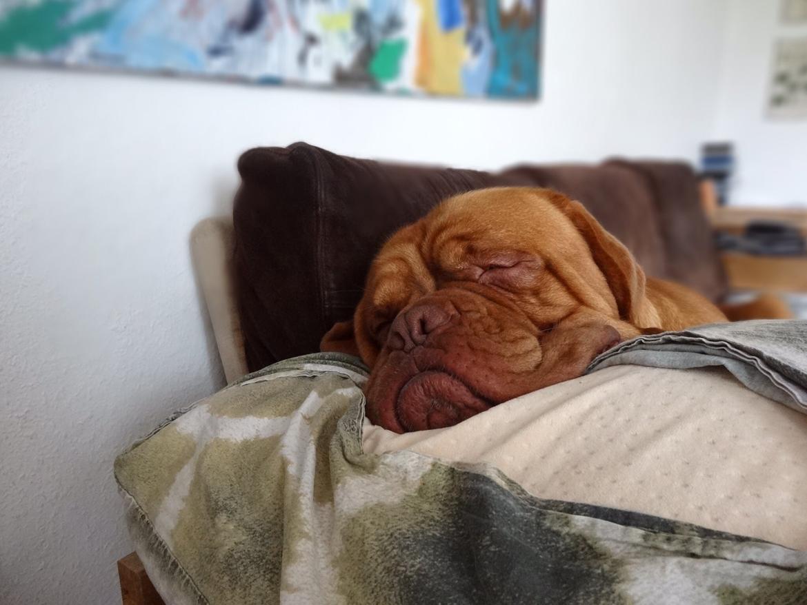 Dogue de bordeaux Den Røde Løber Aime's Houtch alias Titus billede 17