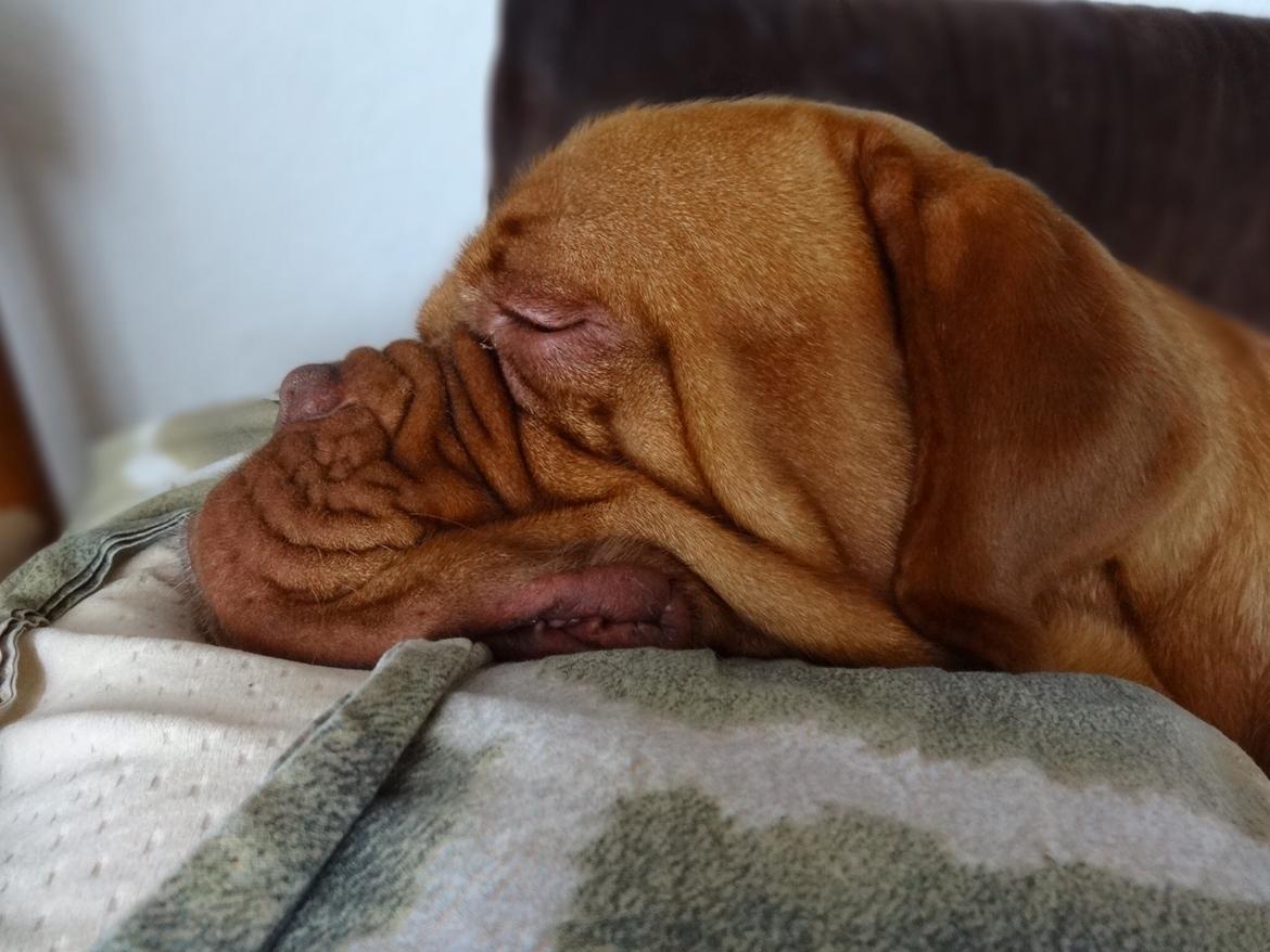 Dogue de bordeaux Den Røde Løber Aime's Houtch alias Titus billede 18
