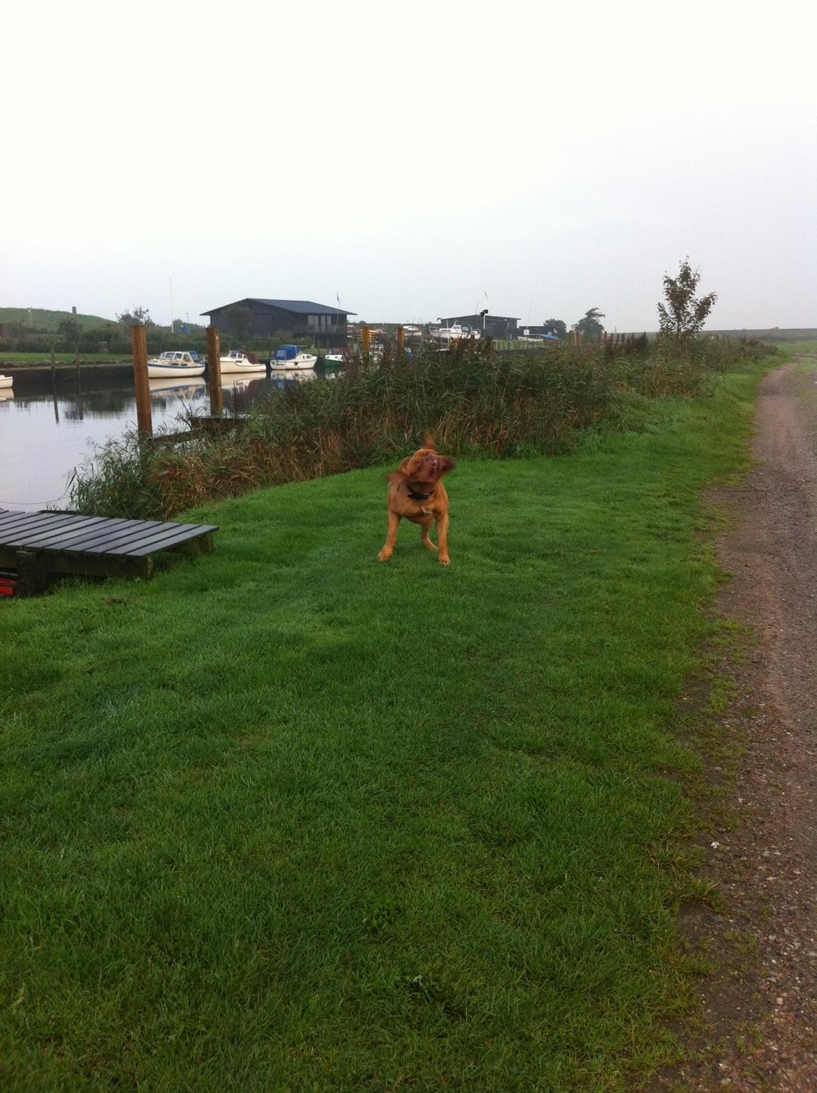 Dogue de bordeaux Den Røde Løber Aime's Houtch alias Titus billede 19