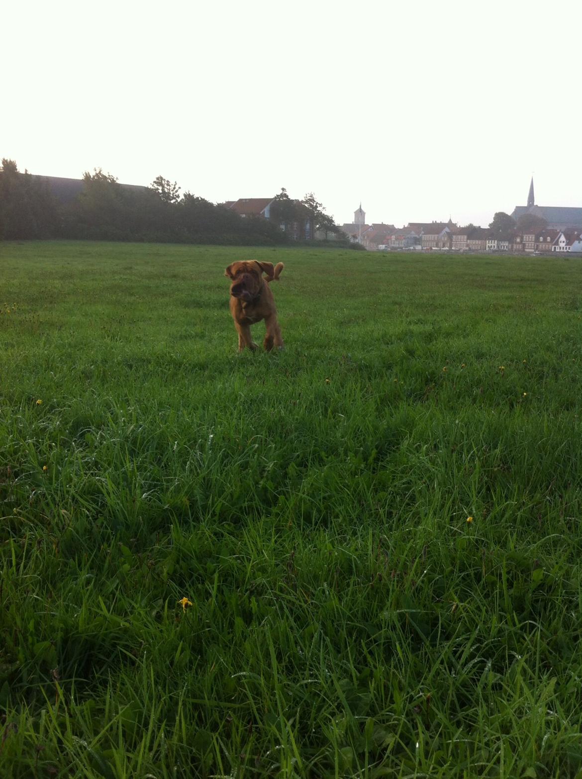 Dogue de bordeaux Den Røde Løber Aime's Houtch alias Titus billede 20