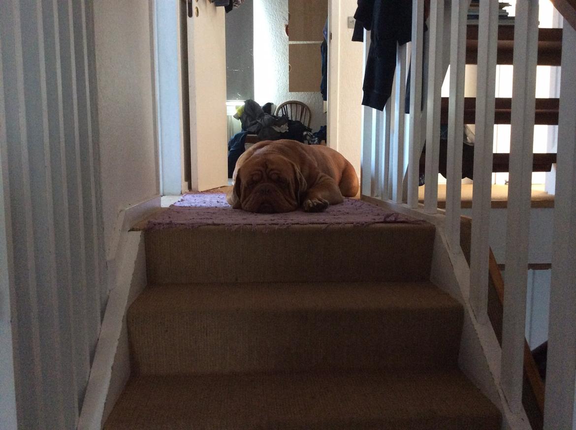 Dogue de bordeaux Den Røde Løber Aime's Houtch alias Titus billede 21