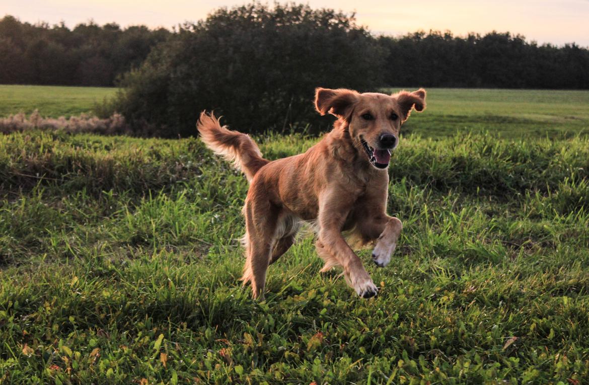 Golden retriever Gia's Golden Chanel - Sep 14 billede 19