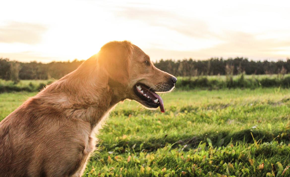 Golden retriever Gia's Golden Chanel - Chanel september 14 billede 5