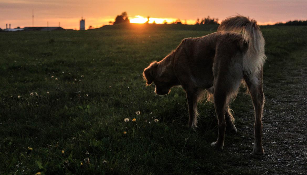 Golden retriever Gia's Golden Chanel billede 38