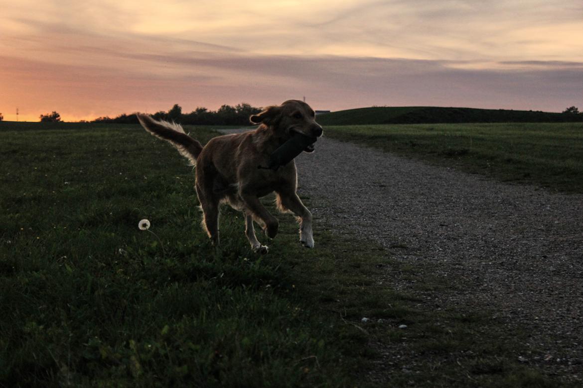 Golden retriever Gia's Golden Chanel billede 31